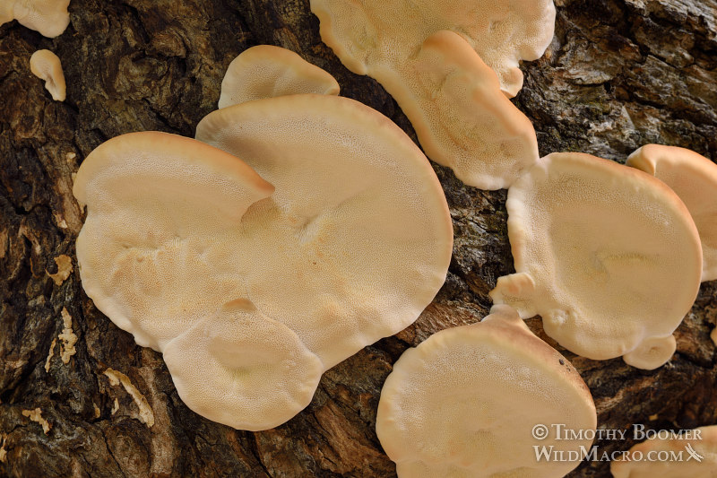Turkey tail (Trametes versicolor), a polypore mushroom.  Black Diamond Mines Regional Preserve, Antioch, Contra Costa County, California, USA. Stock Photo ID=FUN0226