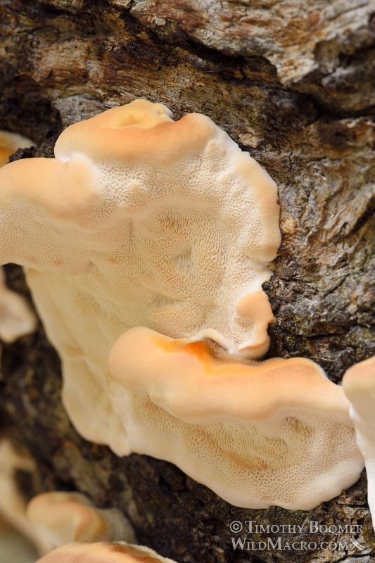 Turkey tail (Trametes versicolor), a polypore mushroom.  Black Diamond Mines Regional Preserve, Antioch, Contra Costa County, California, USA. Stock Photo ID=FUN0227