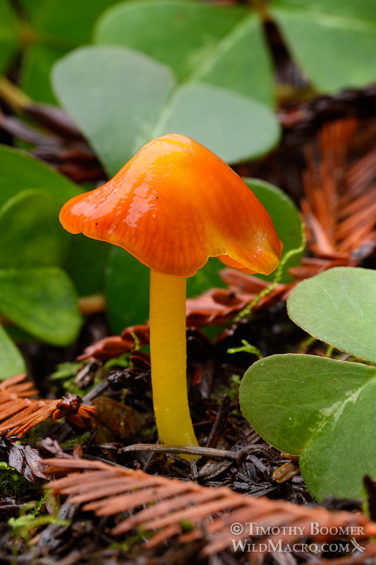 Witch's hat (Hygrocybe conica) mushroom.  Salt Point State Park, CA. Stock Photo ID=FUN0188