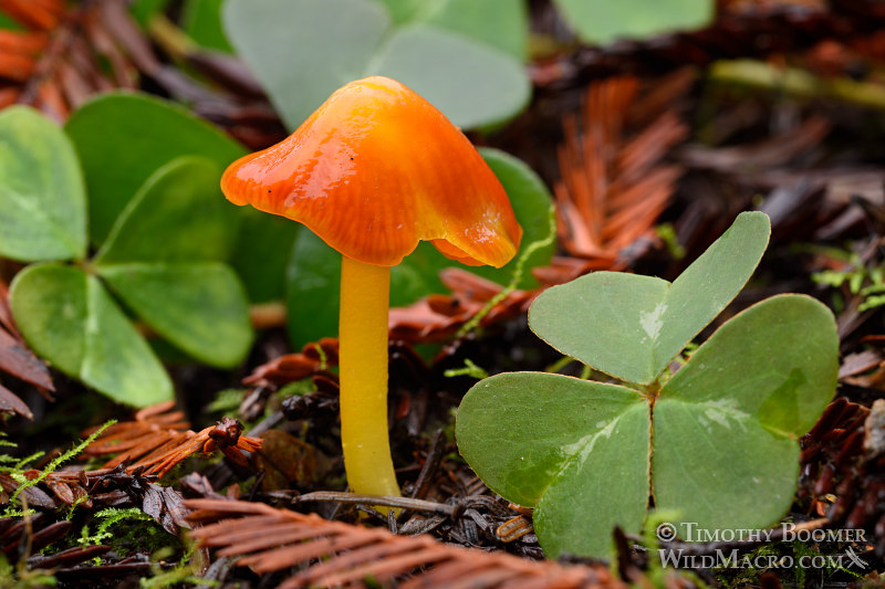 Witch's hat (Hygrocybe conica) mushroom.  Salt Point State Park, CA. Stock Photo ID=FUN0189