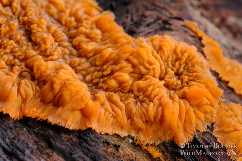 Wrinkled crust (Phlebia radiata).  Plumas National Forest, Plumas County, CA.  Stock Photo ID=FUN0186