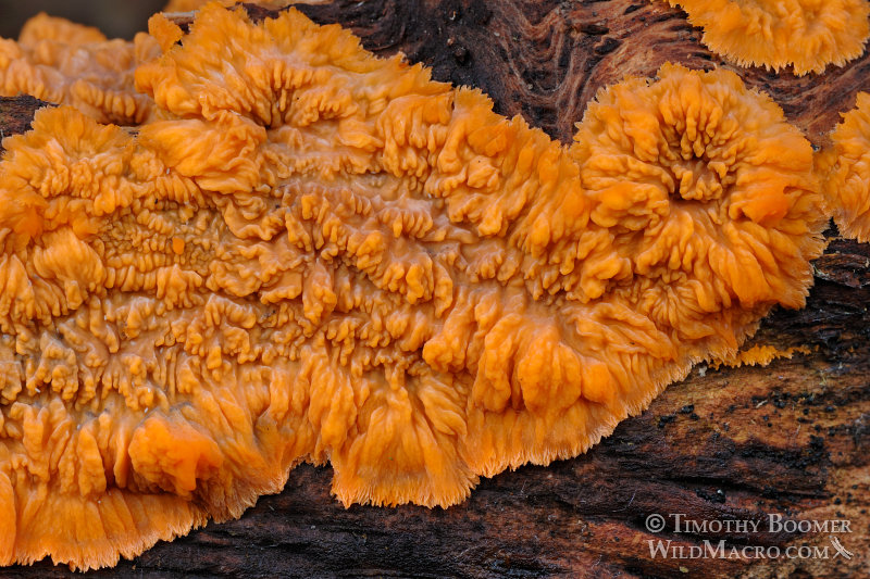 Wrinkled crust (Phlebia radiata).  Plumas National Forest, Plumas County, CA.  Stock Photo ID=FUN0187