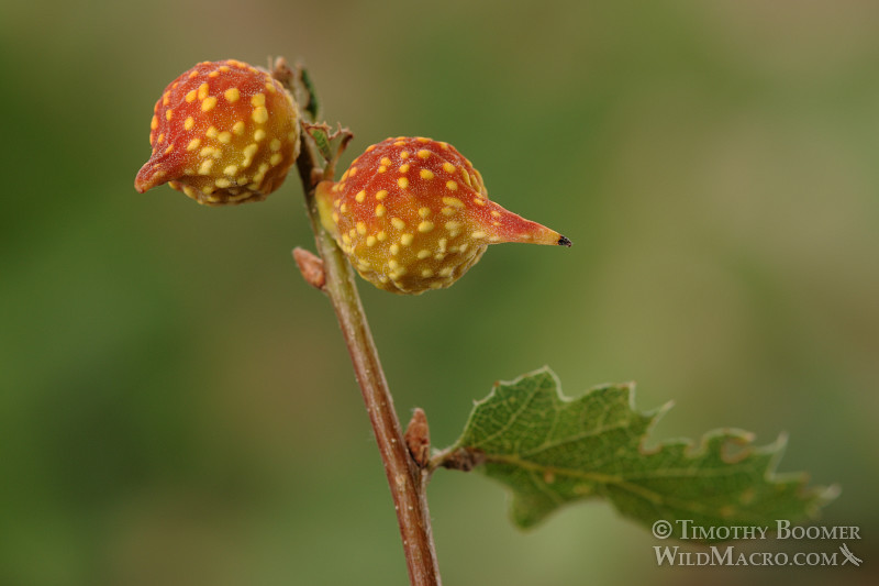 Beaked twig gall wasp (Burnettweldia plumbella), red and yellow form.  Solano county, CA. Stock Photo ID=GAL0003