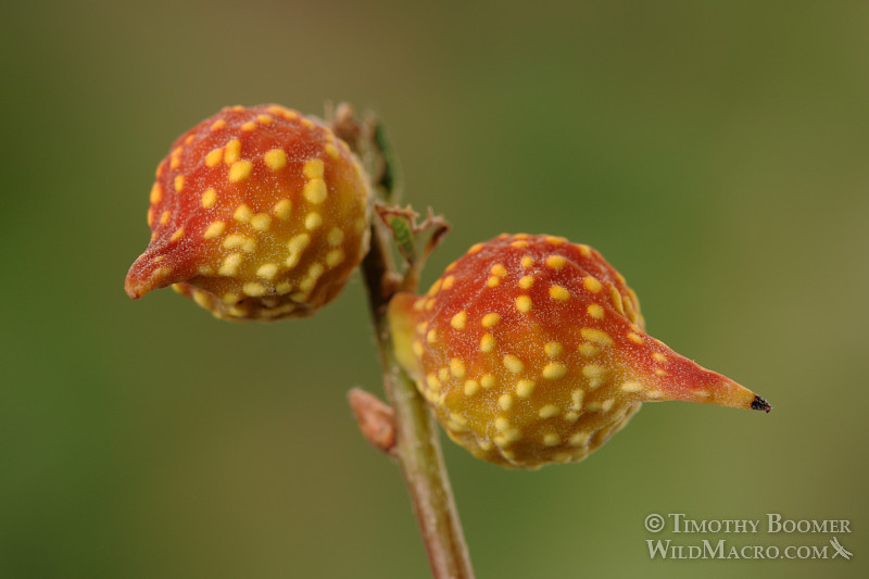 Beaked twig gall wasp (Burnettweldia plumbella), red and yellow form.  Solano county, CA. Stock Photo ID=GAL0004