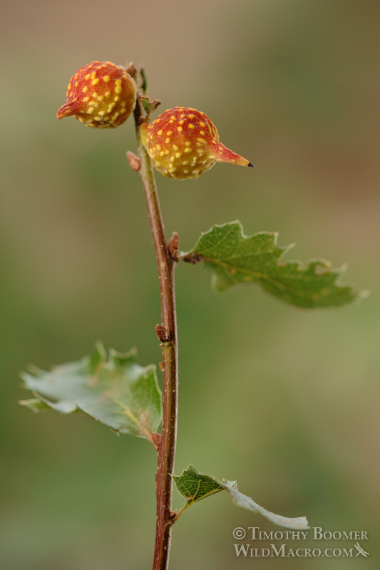 Beaked twig gall wasp (Burnettweldia plumbella), red and yellow form.  Solano county, CA. Stock Photo ID=GAL0005