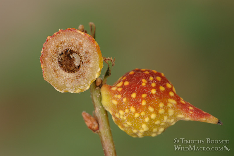 Beaked twig gall wasp (Burnettweldia plumbella), red and yellow form, cross section.  Solano county, CA. Stock Photo ID=GAL0006