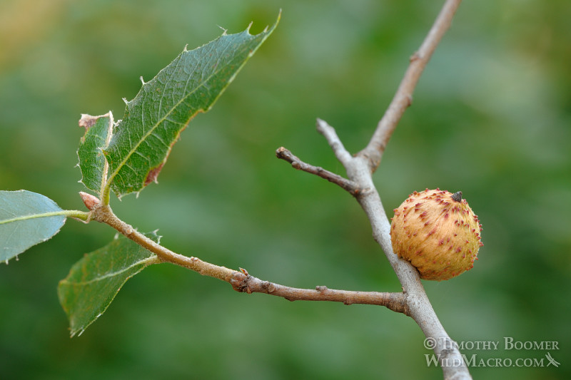 Live oak gallfly or live oak apple gall wasp (Amphibolips quercuspomiformis or Amphibolips quercuspomiformis).  Stebbins Cold Canyon, Solano county, CA. Stock Photo ID=GAL0026