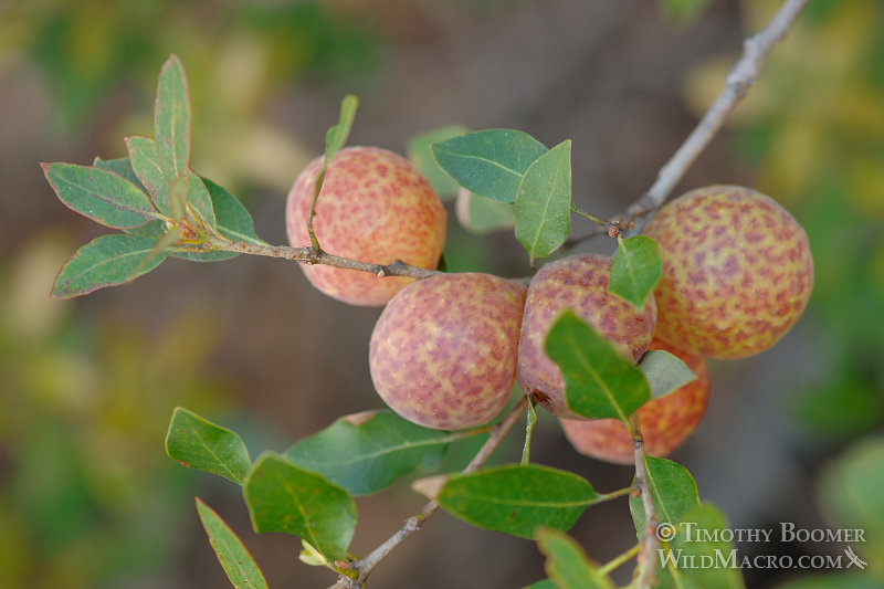 Oak apple wasp (Trichoteras vaccinifoliae) galls.  El Dorado County, CA. Stock Photo ID=GAL0041