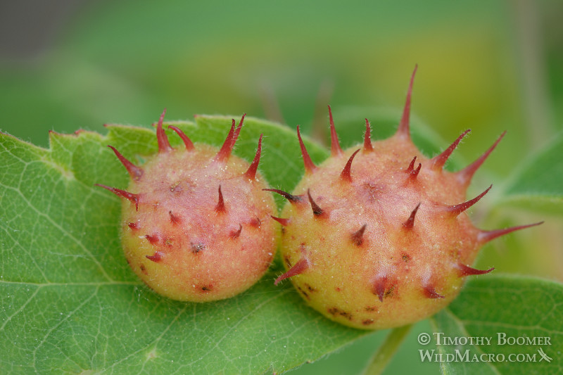 Spiny leaf gall wasp (Diplolepis polita) galls on a rose leaf.  Davis, Yolo county, CA. Stock Photo ID=GAL0001