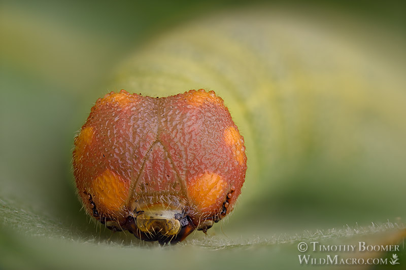 Mournful duskywing caterpillar (Erynnis tristis).  Vacaville, Solano County, California, USA. Stock Photo ID=BUT0091