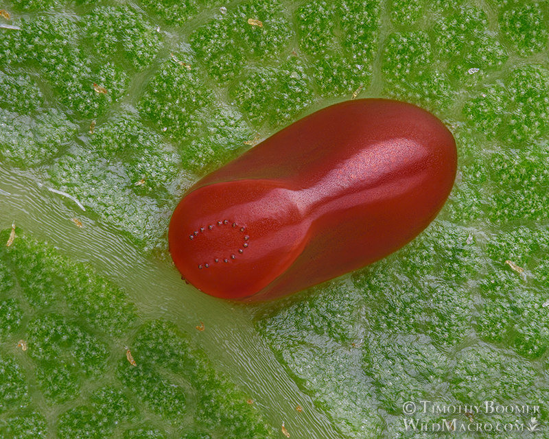 Western boxelder bug (Boisea rubrolineata), egg on oak leaf. Vacaville, Solano County, California, USA.  Stock Photo ID=BUG0035
