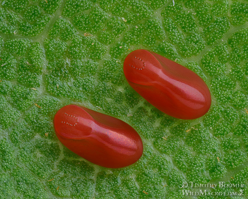 Western boxelder bug (Boisea rubrolineata), eggs on oak leaf. Vacaville, Solano County, California, USA.  Stock Photo ID=BUG0036