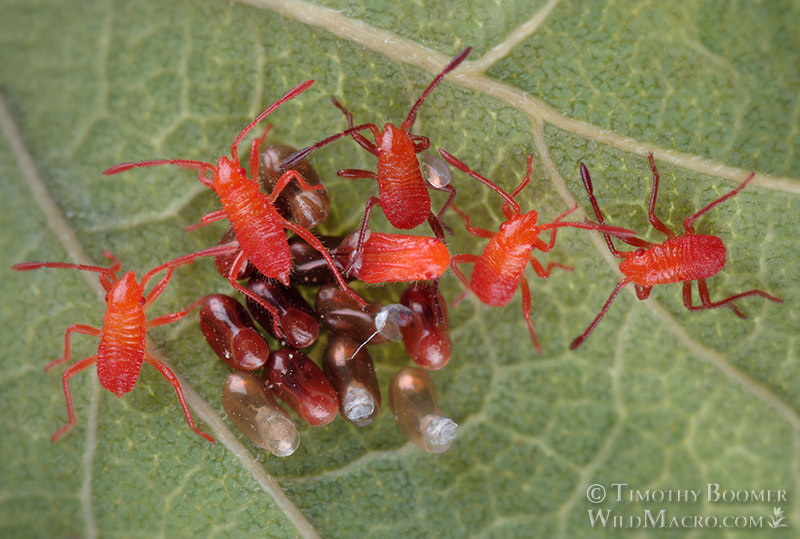 Western boxelder bug (Boisea rubrolineata), nymphs emerging from eggs. Solano County, California, USA.  Stock Photo ID=BUG0025