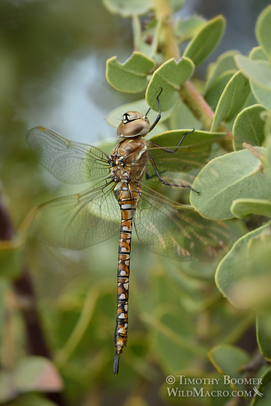 Blue-eyed darner dragonfly (Aeshna multicolor), female at rest.  Black Diamond Mines Regional Preserve, Contra Costa County, CA.  Stock Photo ID=DRA0104