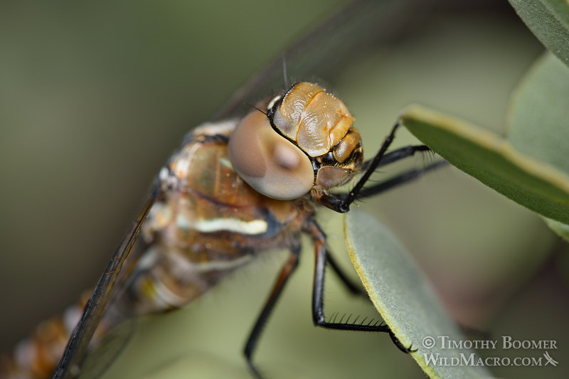 Blue-eyed darner dragonfly (Aeshna multicolor), female at rest.  Black Diamond Mines Regional Preserve, Contra Costa County, CA.  Stock Photo ID=DRA0106