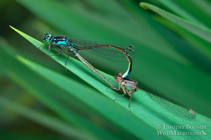 Pacific forktail damselflies (Ischnura cervula), pair in mating wheel. Yolo County, CA.  Stock Photo ID=DAM0052