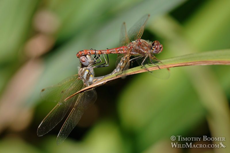 Variegated meadowhawk dragonflies (Sympetrum corruptum) in mating wheel.  Yolo county, CA. Image ID=DRA0094