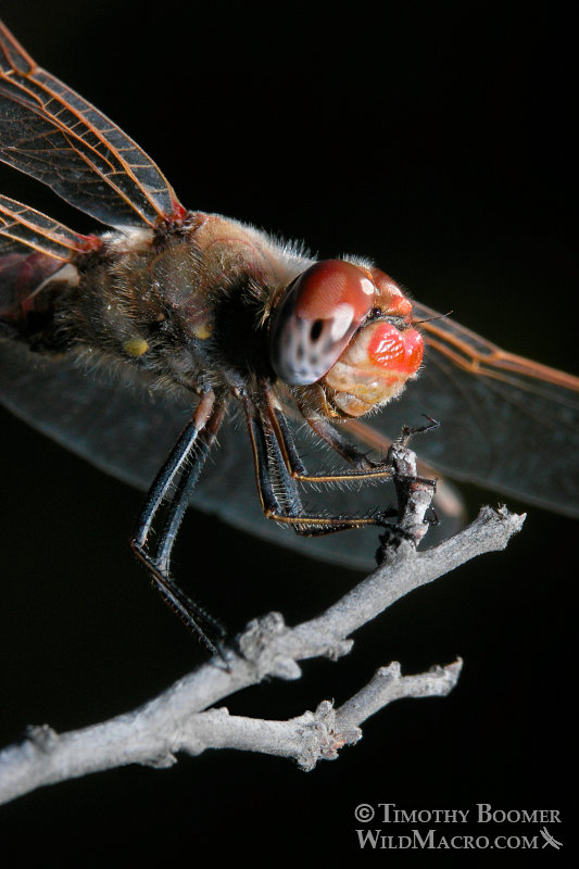 Variegated meadowhawk dragonfly (Sympetrum corruptum).  Image ID=DRA0031