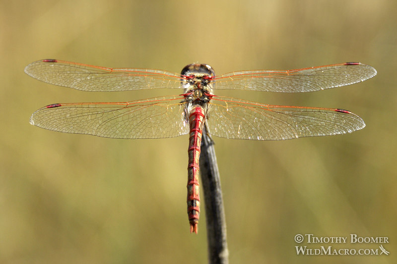 Variegated meadowhawk dragonfly (Sympetrum corruptum).  Dorsal view. Image ID=DRA0017