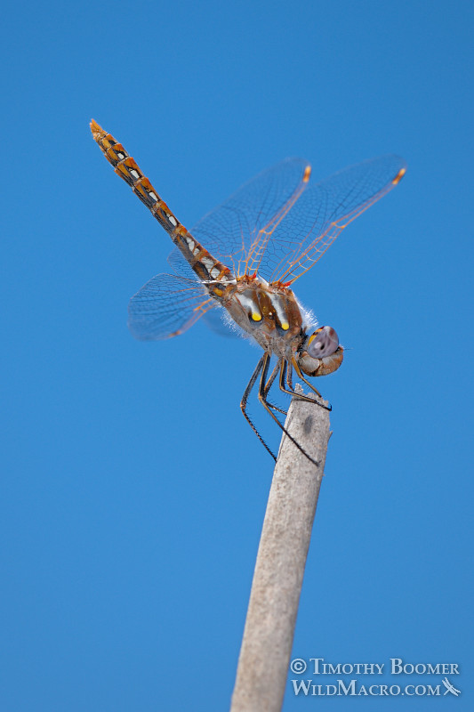 Variegated meadowhawk dragonfly (Sympetrum corruptum) obelisking as an act of thermoregulation (aiming his abdomen directly at the sun to minimize the surface area exposed to its intense rays).  Cosumnes River Preserve, Sacramento County, CA. Image ID=DRA0100