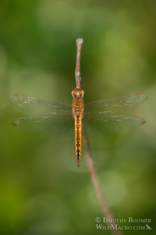 Wandering glider dragonfly (Pantala flavescens).  Cosumnes River Preserve, Sacramento County, CA.  Stock Photo ID=DRA0101