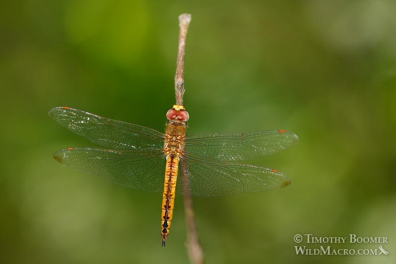Wandering glider dragonfly (Pantala flavescens).  Cosumnes River Preserve, Sacramento County, CA.  Stock Photo ID=DRA0102