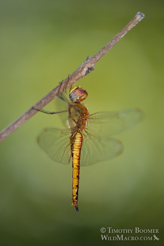Wandering glider dragonfly (Pantala flavescens).  Cosumnes River Preserve, Sacramento County, CA.  Stock Photo ID=DRA0103