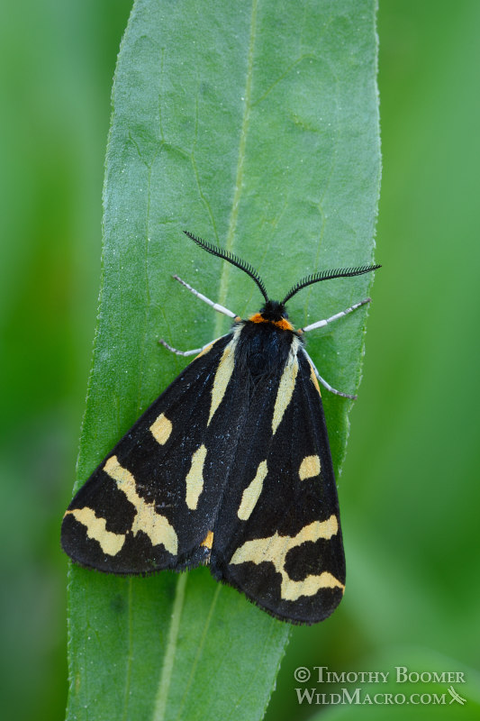 Wood tiger moth (Parasemia plantaginis), Hodges #8127.  Carson Pass, Eldorado National Forest, Alpine County, CA.  Stock Photo ID=MOT0001