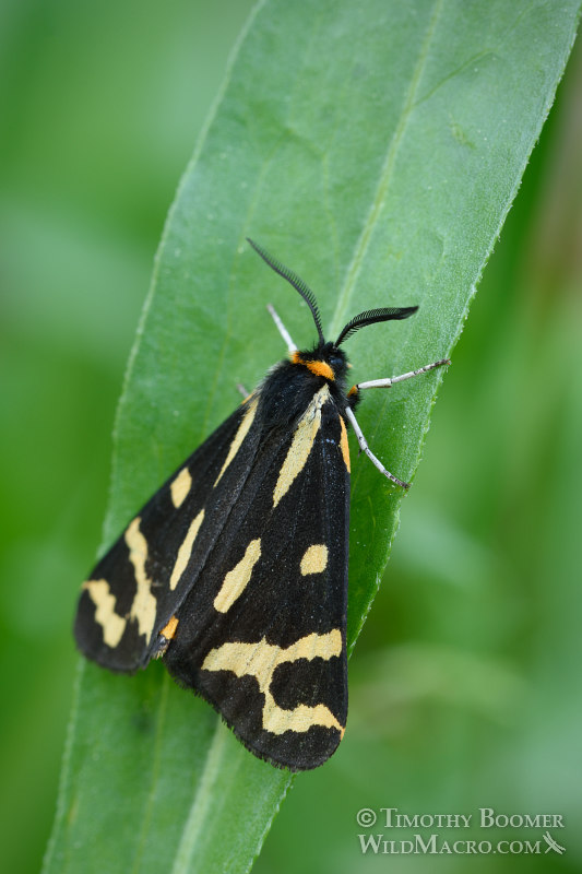 Wood tiger moth (Parasemia plantaginis), Hodges #8127.  Carson Pass, Eldorado National Forest, Alpine County, CA.  Stock Photo ID=MOT0002