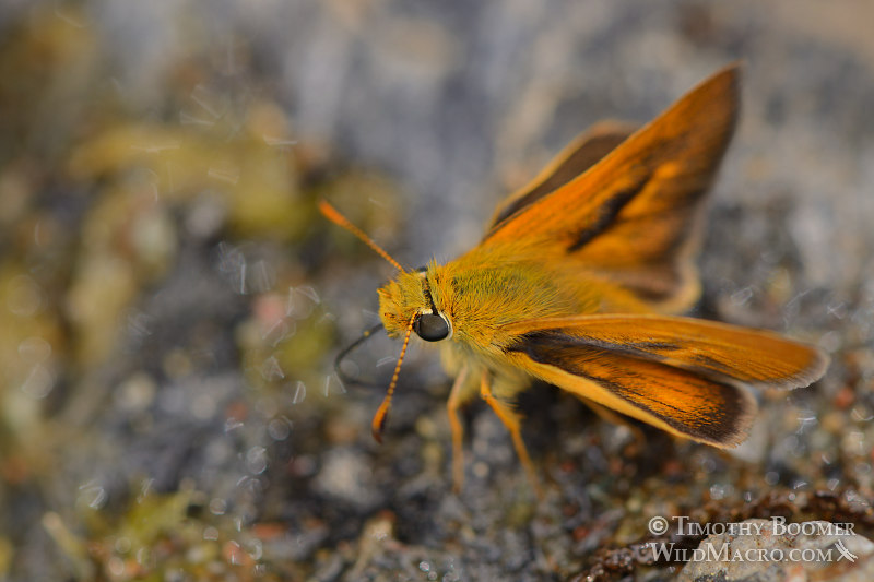 Woodland skipper (Ochlodes sylvanoides).  Male engaged in puddling, which is a behavior thought to be a way of obtaining salts and minerals from the moist soil.  Near Yellow Creek, Plumas County, CA.  Image ID=BUT0076