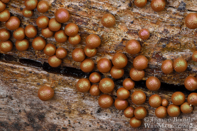 Prototrichia metallica, a nivicolous (snowmelt) slime mold. Eldorado National Forest, Sierra Nevada, Alpine County, California, USA.  Stock Photo ID=SLI0003