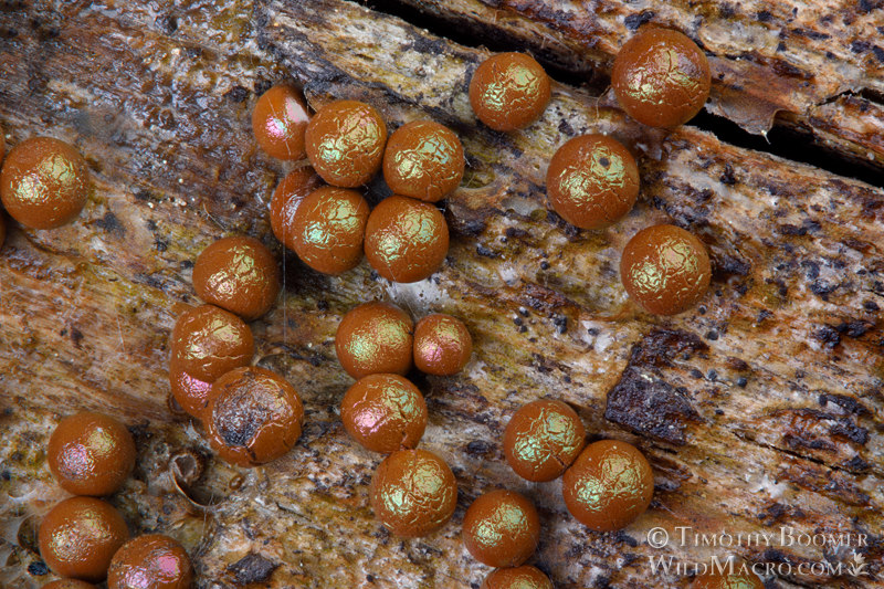 Prototrichia metallica, a nivicolous (snowmelt) slime mold. Eldorado National Forest, Sierra Nevada, Alpine County, California, USA.  Stock Photo ID=SLI0004
