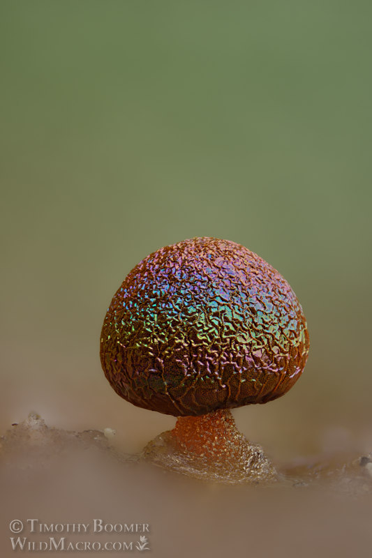Prototrichia metallica, a nivicolous (snowmelt) slime mold. Tahoe National Forest, Sierra Nevada, Placer County, California, USA.  Stock Photo ID=SLI0054