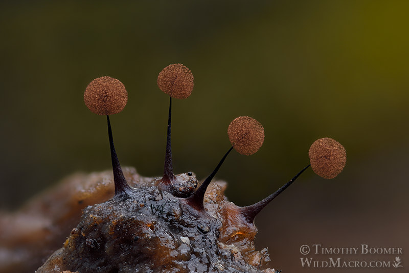 Slime mold (Comatricha nigra), mature fruiting bodies with their spores blown out to reveal the intricate nets of capillitial fibers.  Solano County, California, USA.  Stock Photo ID=SLI0067