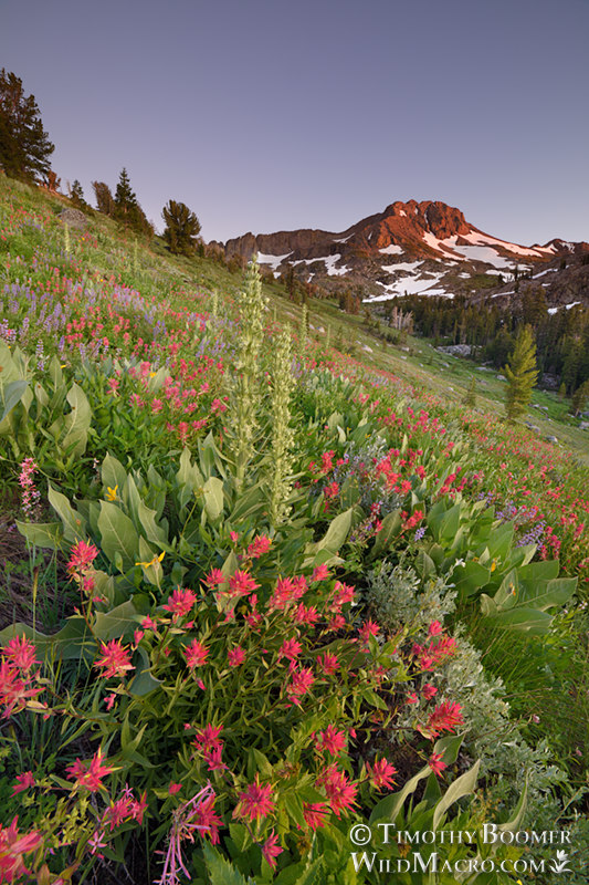 Carson Pass wildflowers beneath Round Top at sunset.  Carson Pass, Eldorado National Forest, Alpine County, California, USA.  Stock Photo ID=SCE0215