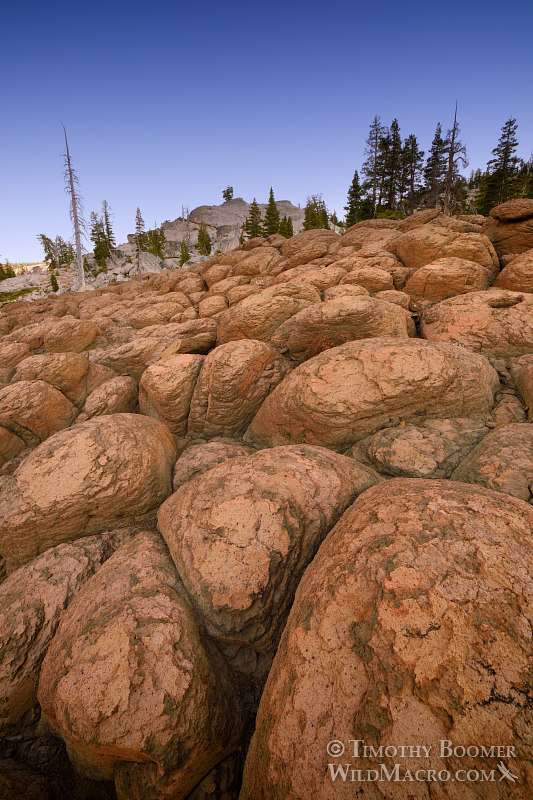 The tops of the columns at Machado Postpile make for an otherworldly landscape. Eldorado National Forest, Sierra Nevada, Amador County, California. Stock Photo ID=SCE0162