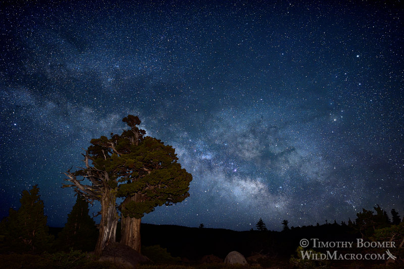 The Milky Way galaxy rises over a Sierra juniper in the Eldorado National Forest.  El Dorado County, CA.  Stock Photo ID=SCE0150