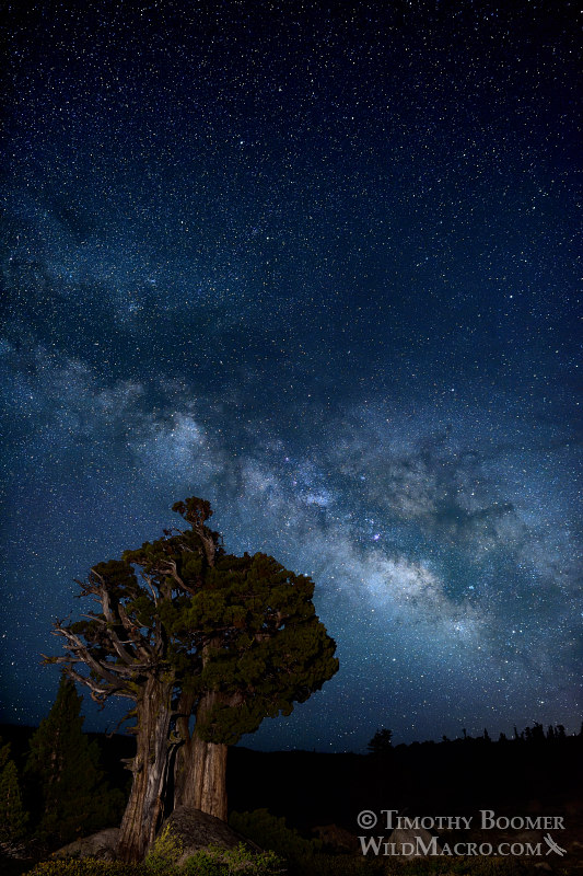 The Milky Way galaxy rises over a Sierra juniper in the Eldorado National Forest.  El Dorado County, CA.  Stock Photo ID=SCE0151