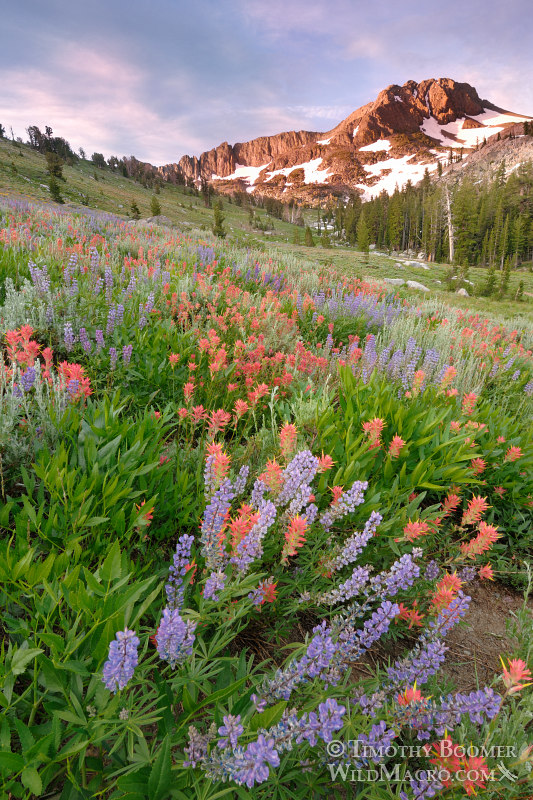 Wildflowers cover the hillside beneath Round Top, the highest peak in the Mokelumne Wilderness.  Carson Pass, Eldorado National Forest, Alpine County, CA.  Stock Photo ID=SCE0053