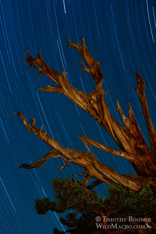 Star trails above an ancient Sierra juniper.  Carson Spur, Eldorado National Forest, El Dorado County, California, USA.  Stock Photo ID=SCE0100