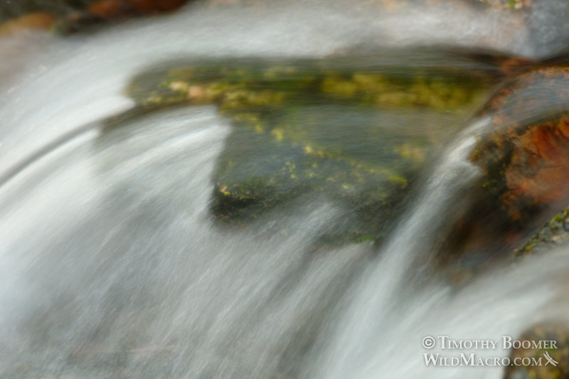A peaceful stream flows over colorful rocks.  Plumas National Forest.  Twain, Plumas County, CA.  Stock Photo ID=SCE0155