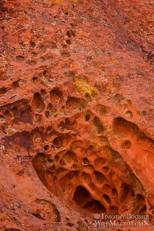 Tafoni (honeycomb weathering) and colorful lichens add additional interest to the unique geological features at Calico Hills.  Red Rock Canyon National Conservation Area, Las Vegas, Clark County, Mojave Desert, Nevada.  Stock Photo ID=SCE0194