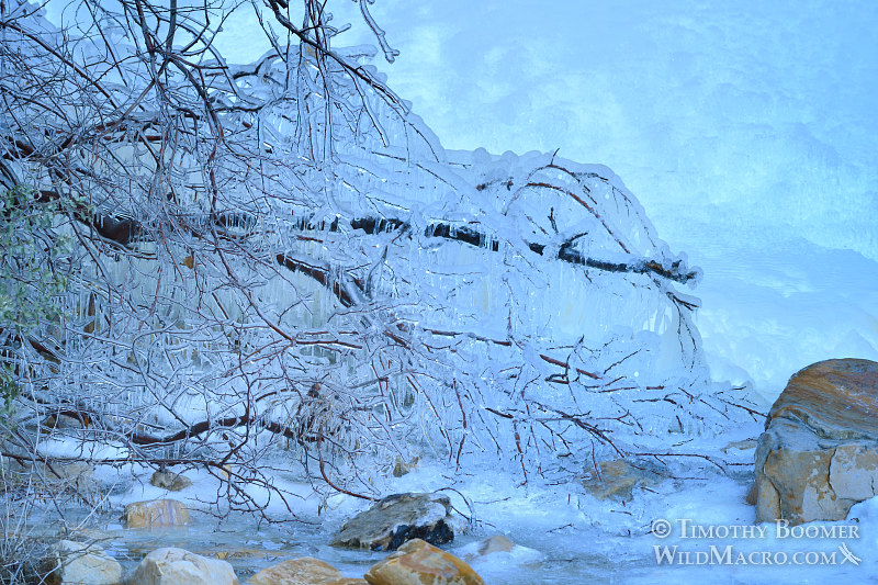 Frozen tree near the base of Lost Creek Waterfall.  Red Rock Canyon National Conservation Area, Las Vegas, Clark County, Mojave Desert, Nevada.  Stock Photo ID=SCE0196