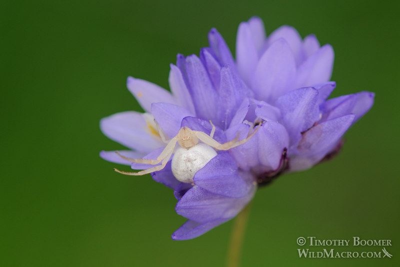 Crab spider (Mecaphesa sp.) hunting on blue dicks (Dichelostemma capitatum ssp. capitatum).  Stebbins Cold Canyon Reserve, Solano County, California, USA.  Stock Photo ID=SPI0178