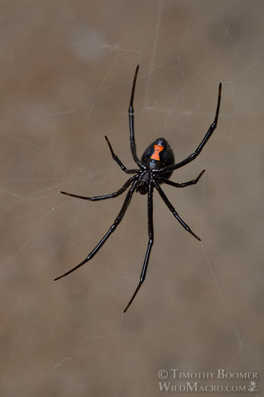 Western black widow spider (Latrodectus hesperus). Stock Photo ID=SPI0293