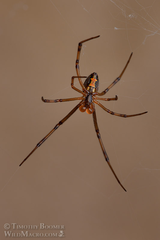 Western black widow spider (Latrodectus hesperus), mature male. Stock Photo ID=SPI0300