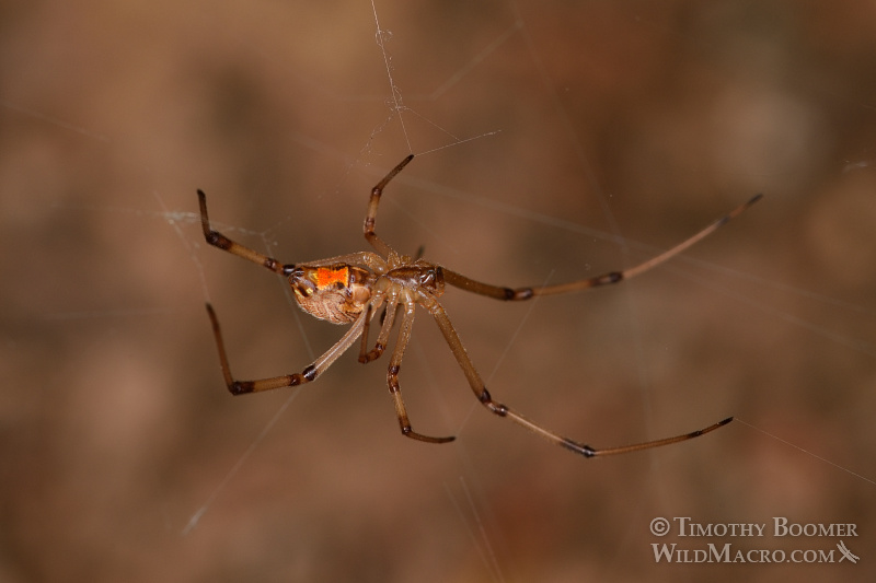 Brown widow (Latrodectus geometricus), a venomous spider now common in Southern California. Stock Photo ID=SPI0246