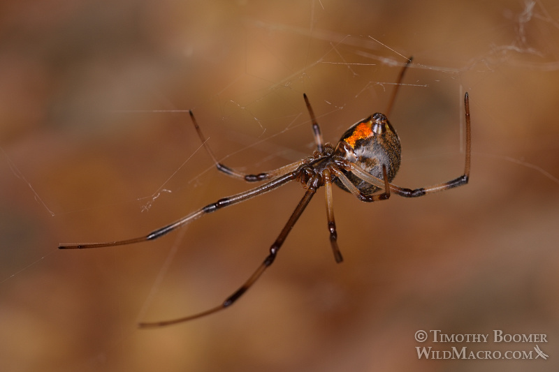 Brown widow (Latrodectus geometricus), a venomous spider now common in Southern California. Stock Photo ID=SPI0247