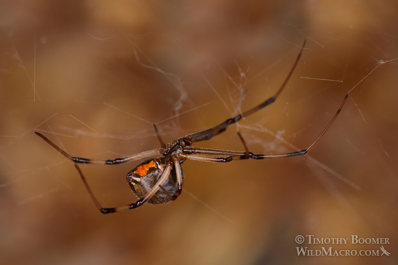 Brown widow (Latrodectus geometricus), a venomous spider now common in Southern California. Stock Photo ID=SPI0248