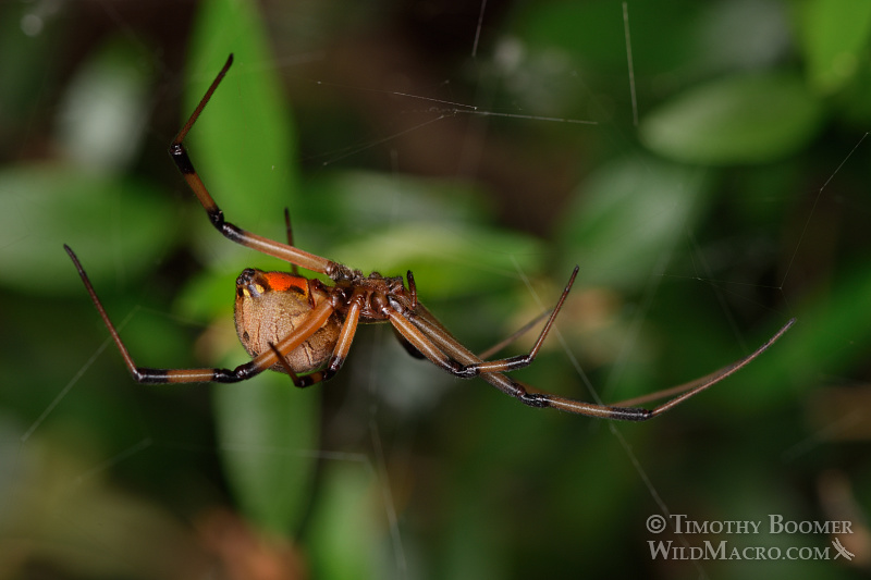 Brown widow (Latrodectus geometricus), a venomous spider now common in Southern California. Stock Photo ID=SPI0249